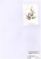 藏品(線型網地藻)的圖片